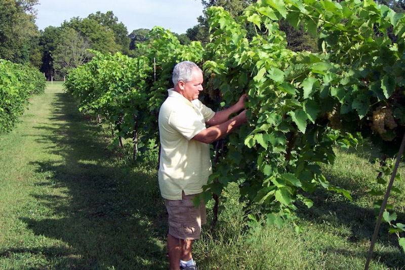 About Lasata Wines, L.L.C. in Lawrenceville, IL