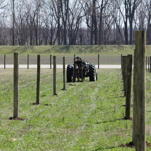 Vineyard Expansion